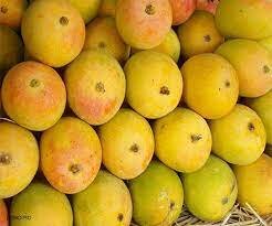 First commercial consignment of GI certified Jardalu mangoes from Bihar exported to United Kingdom